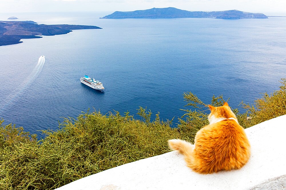 A ginger cat resting on a wall, overlooking a cruise ship in the Aegean Sea, Santorini, Cyclades, Greek Islands, Greece, Europe