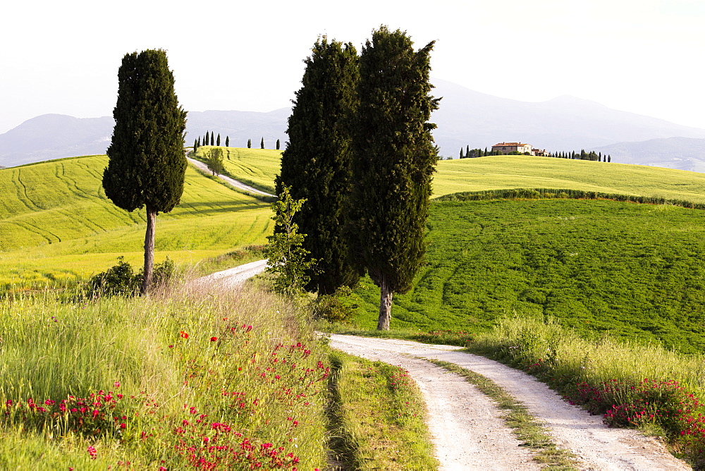 Cypress trees and green fields in the afternoon sun at Agriturismo Terrapille (Gladiator Villa) near Pienza in Tuscany, Italy, Europe