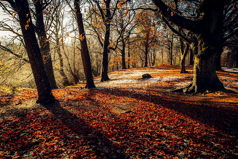 Autumn woodland, Scotland, United Kingdom, Europe