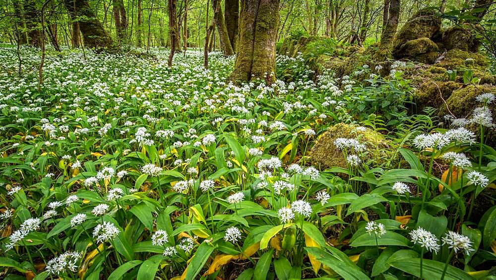 In the garlic woods near Lennox Castle in Lennoxtown, East Dunbartonshire, Scotland, United Kingdom, Europe