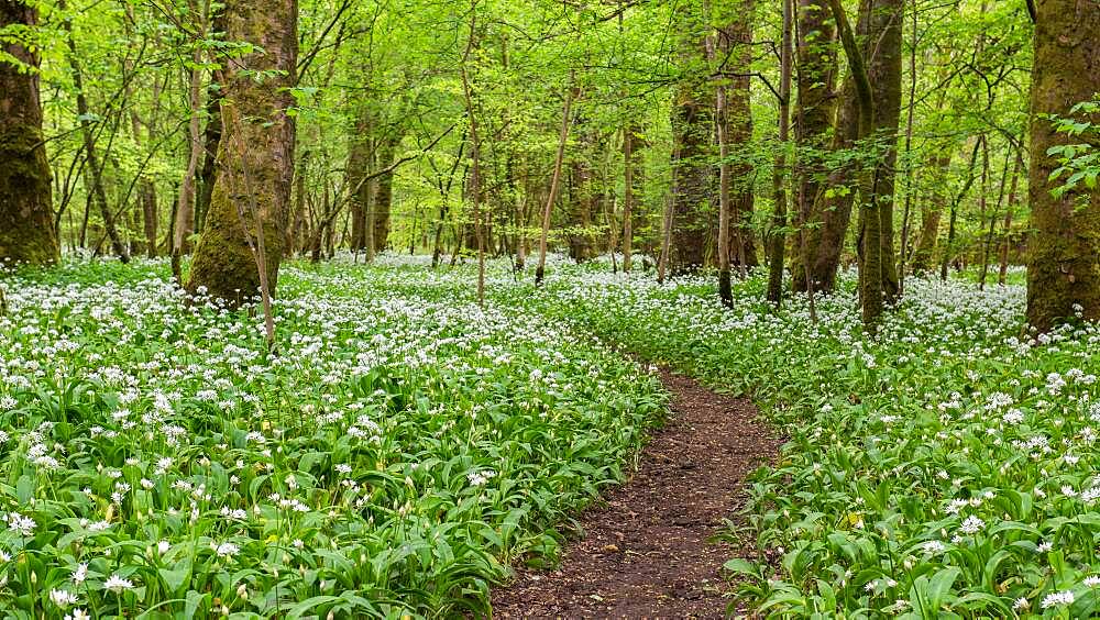 A winding footpath in the garlic woods near Lennox Castle in Lennoxtown, East Dunbartonshire, Scotland, United Kingdom, Europe