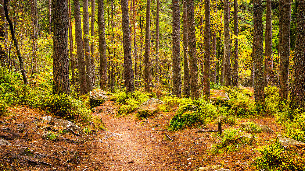 A path through an old mature pine woodland which forms part of the Hermitage located near Dunkeld in Perthshire, Scotland, United Kingdom, Europe