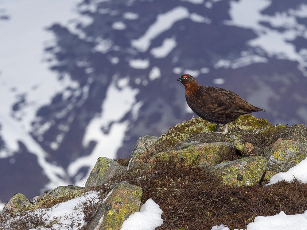 Male Red Grouse on the spring snowfields above Glenshee looking for food, Scottish Highlands, United Kingdom, Europe