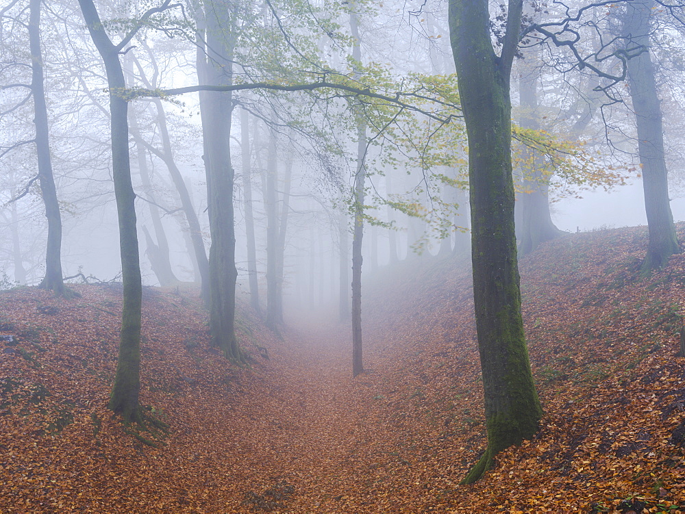 Heavy fog amongst Beech trees in autumn with their attractively coloured leaves at Woodbury Castle, near Exmouth, Devon, England, United Kingdom, Europe