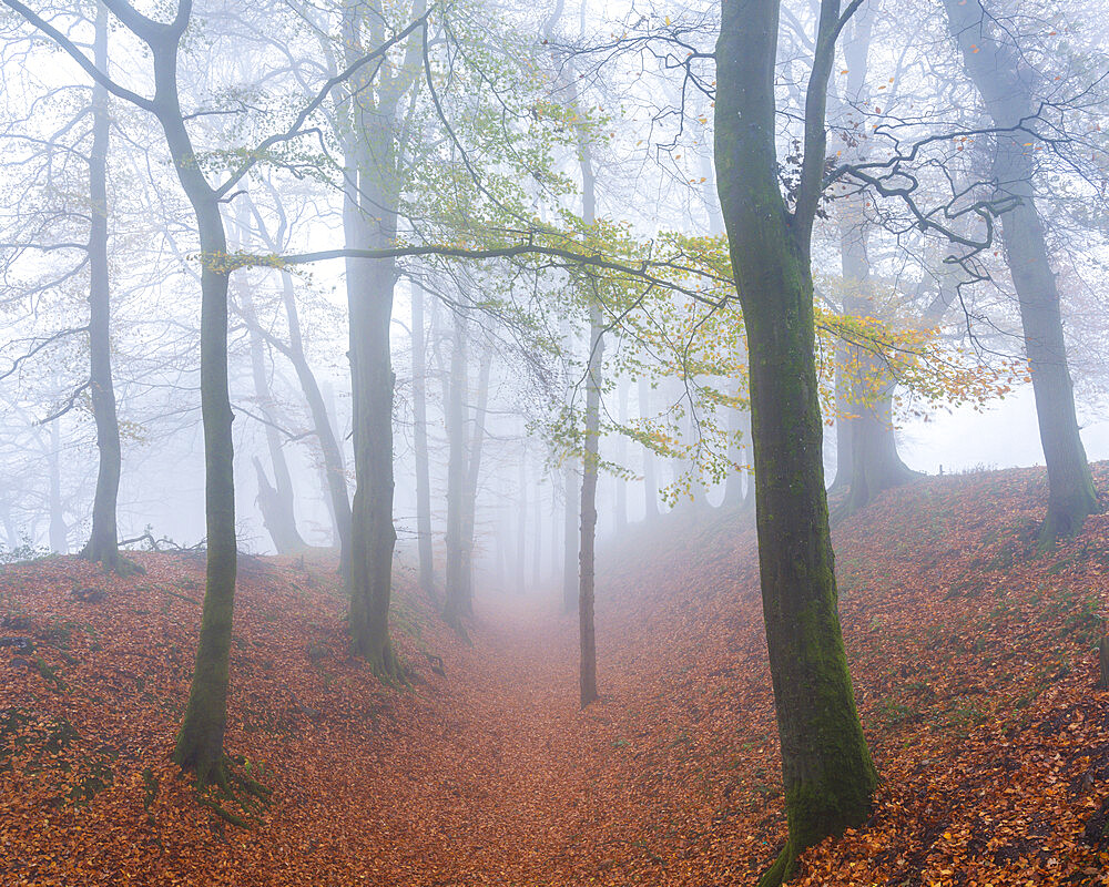 Heavy fog amongst Beech trees in autumn with their attractively coloured leaves at Woodbury Castle, near Exmouth, Devon, England, United Kingdom, Europe