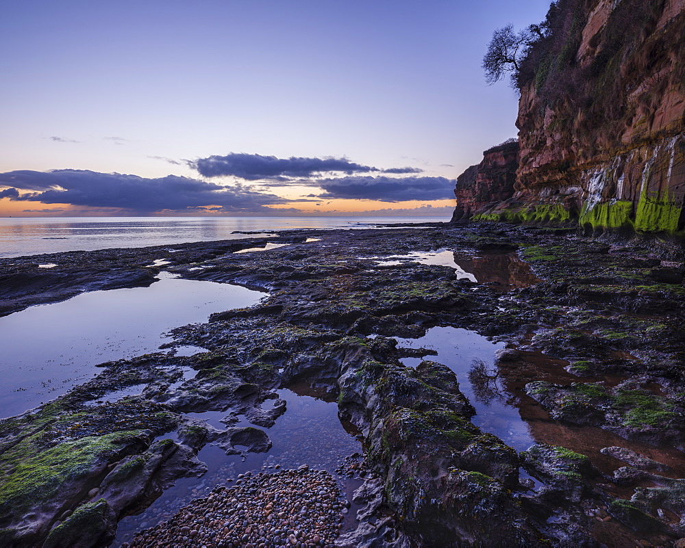 Dawn on the beach with a tree growing precariously from the cliff at Ladram Bay, Sidmouth, Devon, England, United Kingdom, Europe