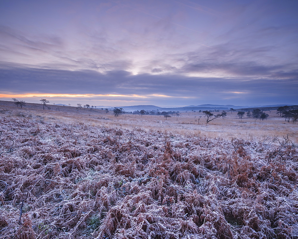 Heavily frosted bracken on the heathland of Woodbury Common, near Exmouth, Devon, England, United Kingdom, Europe