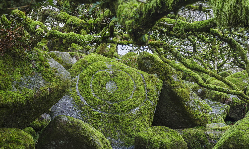 Circles in moss amongst the distinctive gnarled moss and fern covered oaks in Wistman's Wood, near Princetown, Devon England, United Kingdom, Europe