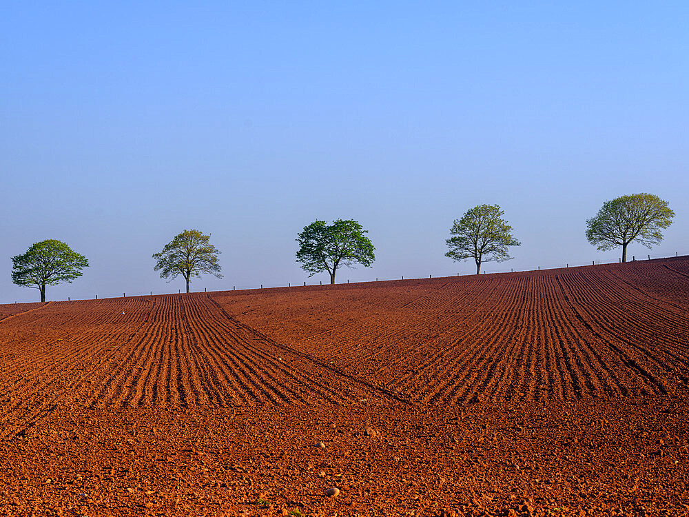 Spring foliage on line of trees beyond freshly ploughed field at Dart's Farm, Topsham, Devon, England, United Kingdom, Europe