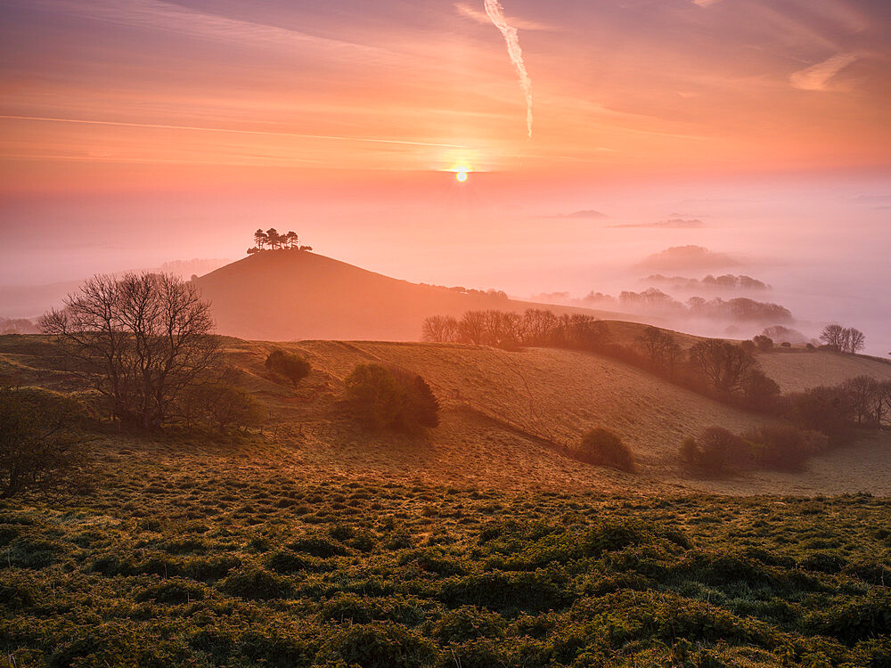 Misty sunrise over the distinctive pine topped Colmer's Hill near Bridport, Dorset, England, United Kingdom, Europe