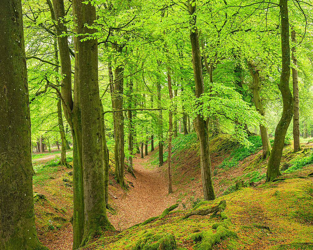 Beech trees with their first leaves of spring in the deep gulley at Woodbury Castle, near Exmouth, Devon, England, United Kingdom, Europe