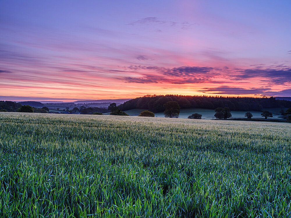 Dawn sky over a field of barley at Stowford, near Exmouth, Devon, England, United Kingdom, Europe