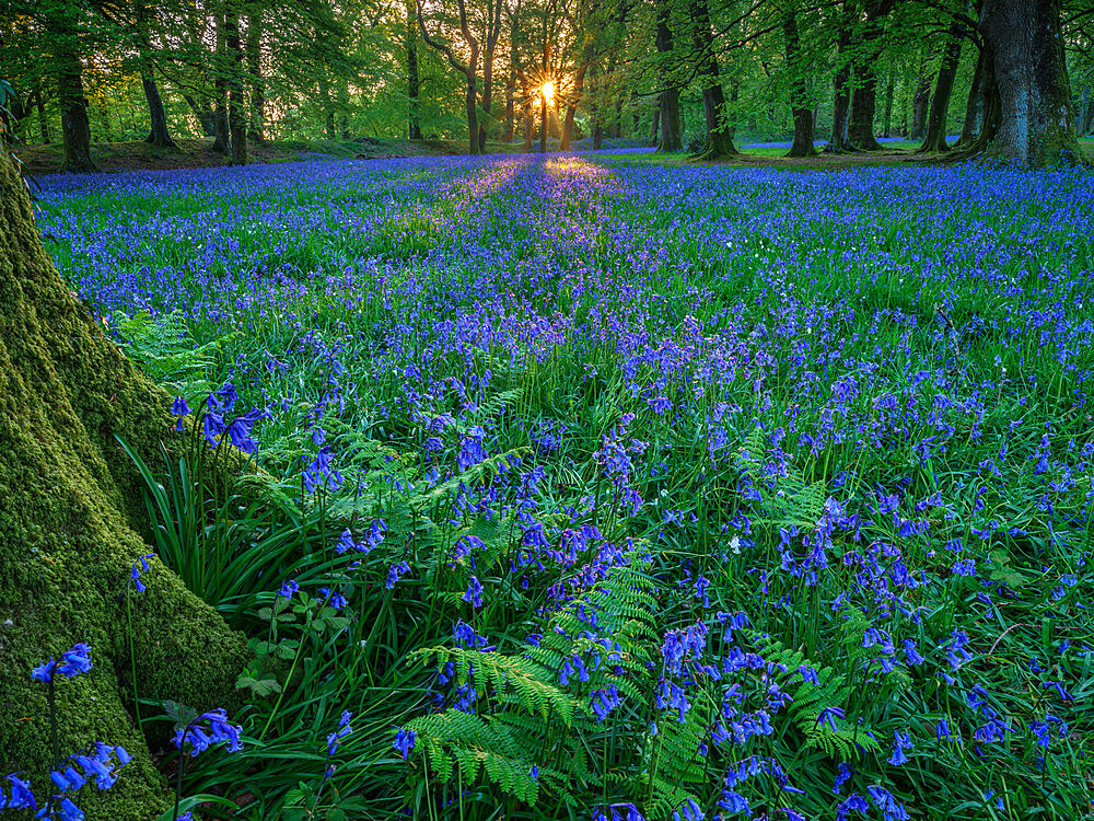 Bluebells at the ancient fort of Blackbury Camp near Sidmouth, Devon, England, United Kingdom, Europe