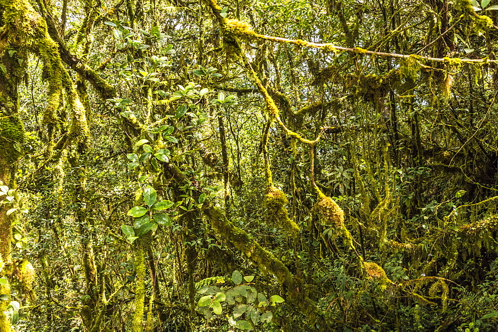 The Mossy Forest, Gunung Brinchang, Cameron Highlands, Pahang, Malaysia, Southeast Asia, Asia