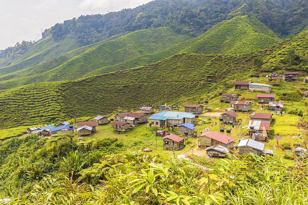 A local village amongst tea plantations in Cameron Highlands, Pahang, Malaysia, Southeast Asia, Asia
