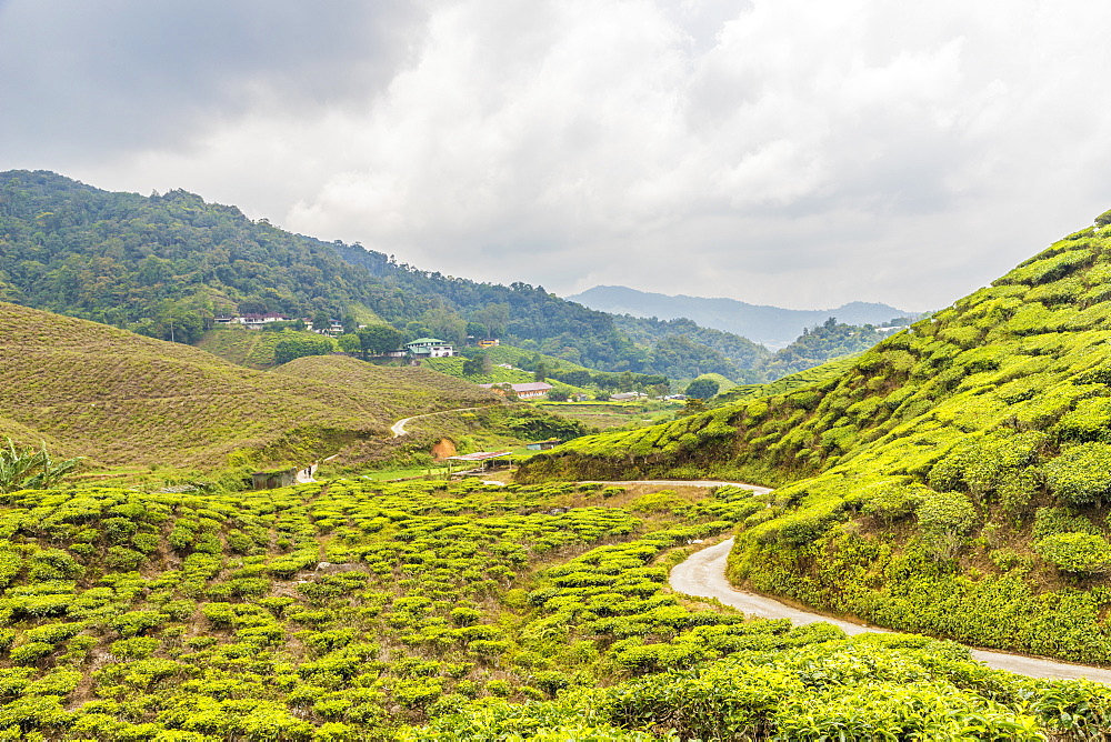 A tea plantation in Cameron Highlands, Pahang, Malaysia, Southeast Asia, Asia