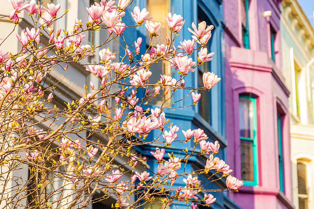 Cherry Blossom in Notting Hill, London, England, United Kingdom, Europe