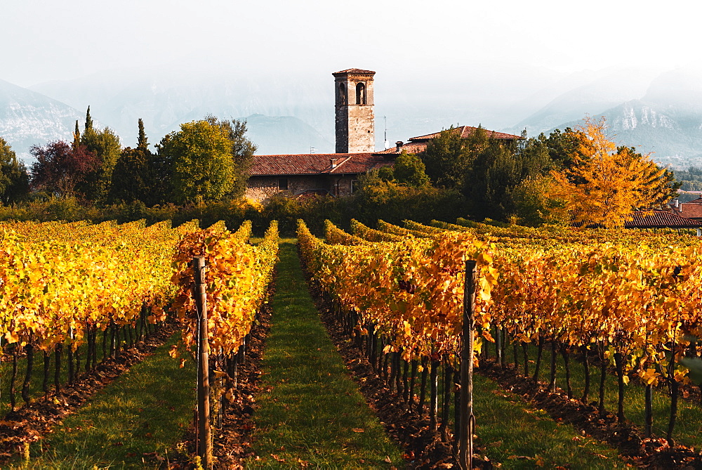 Vineyard during autumn in Franciacorta, Italy, Europe