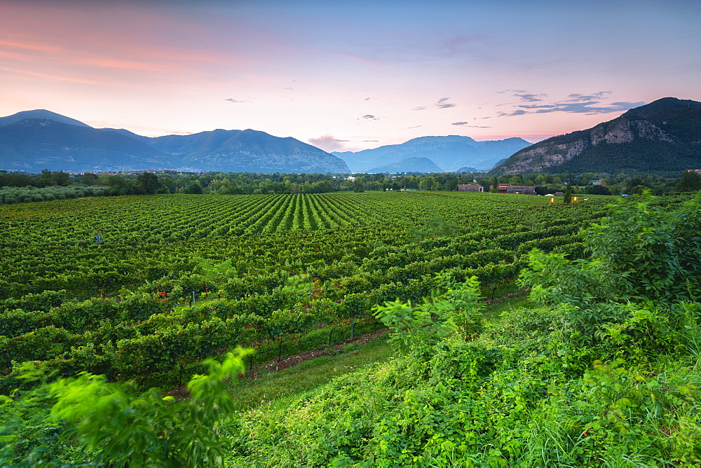 Vineyard at sunset in Franciacorta, Italy, Europe