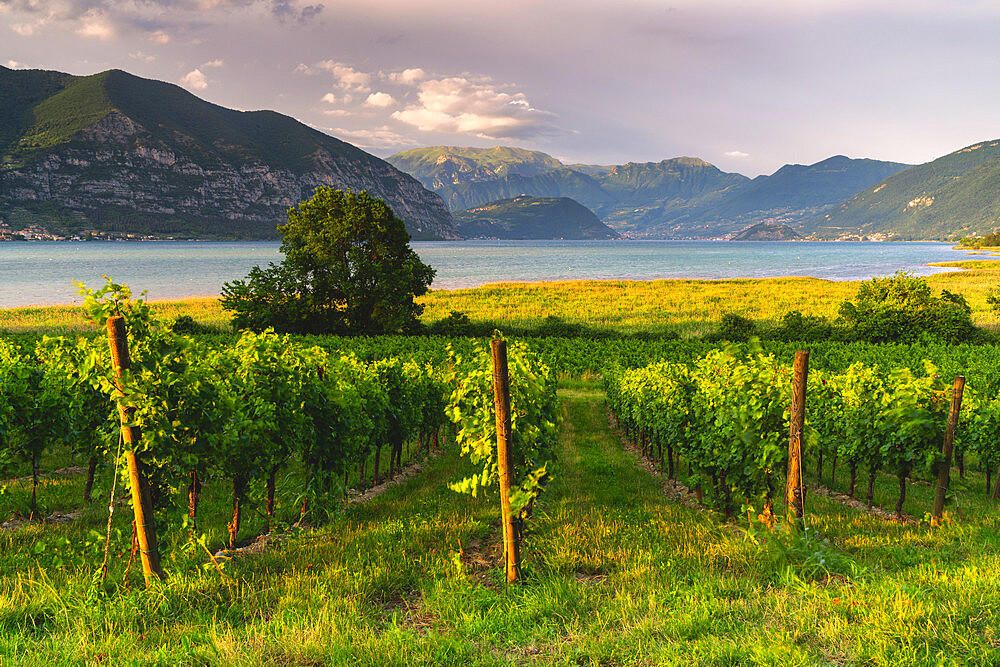 Franciacorta vineyards beside Iseo lake and Prealpi in Brescia province, Lombardy district, Italy, Europe