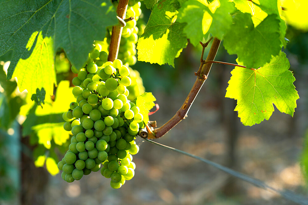 Summer season in the vineyards of Franciacorta in Brescia province, Lombardy district, Italy, Europe.