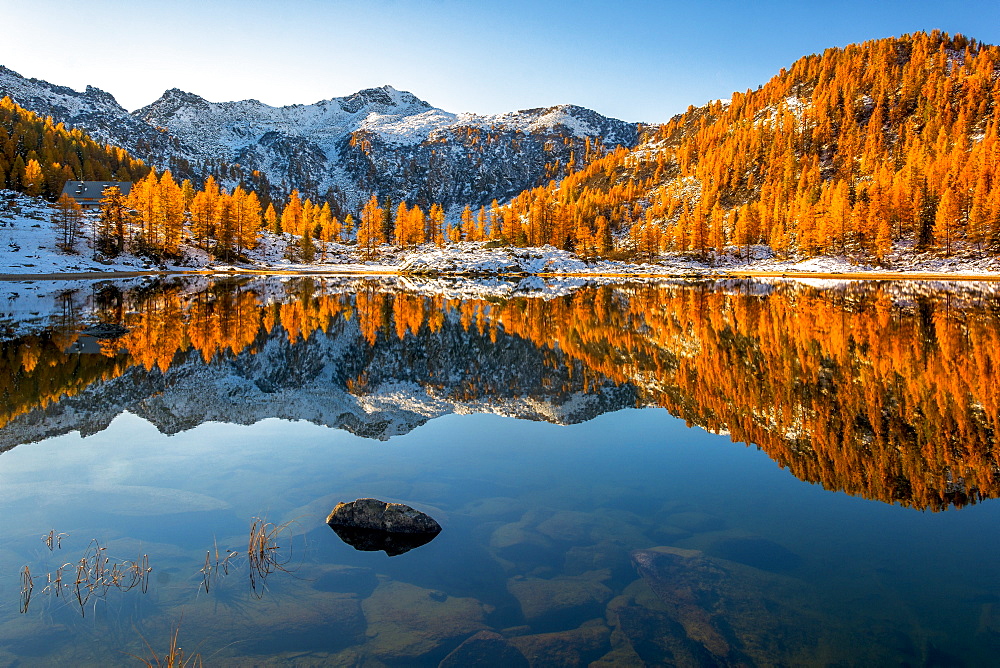 Autumn mirror at San Giuliano lake, Dolomiti di Brenta Natural Park, Dolomites, Trentino-Alto Adige, Italy, Europe