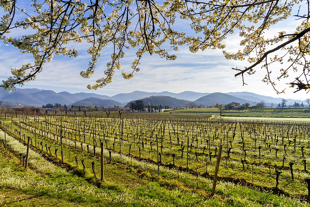 Landscape of Franciacorta region in Brescia province, Lombardy, Italy, Europe