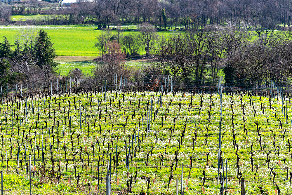 Spring season in the vineyards of Franciacorta, Brescia province, Lombardy district, Italy, Europe