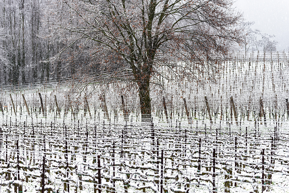 Winter Landscape in Franciacorta Country area, Brescia province, Lombardy, Italy, Europe