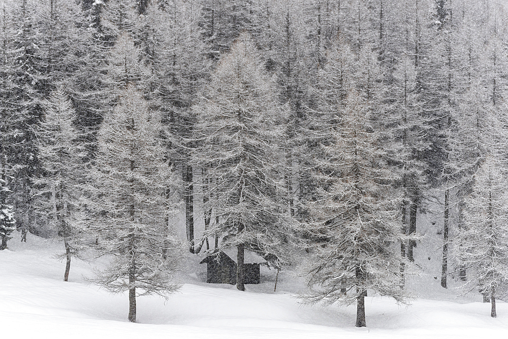 Winter snow in Italian Alps, with Mountain of Ponte di Legno in Brescia province, Lombardy, Italy, Europe