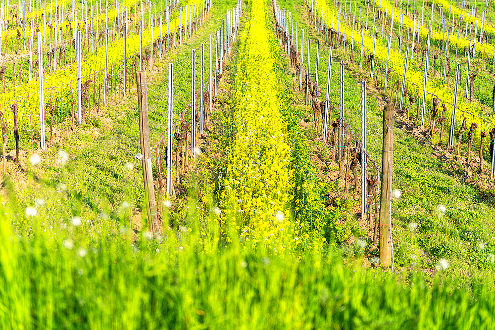 Spring season in Franciacorta district area, Brescia province in Lombardy district, Italy.