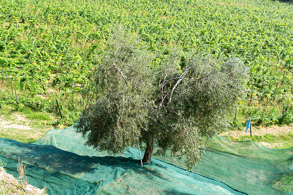 Harvesting of Olives in Franciacorta district area, Brescia province in Lombardy, Italy.