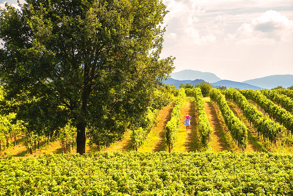 Woman immersed in the vineyards of Franciacorta, Brescia province, Lombardy, Italy, Europe