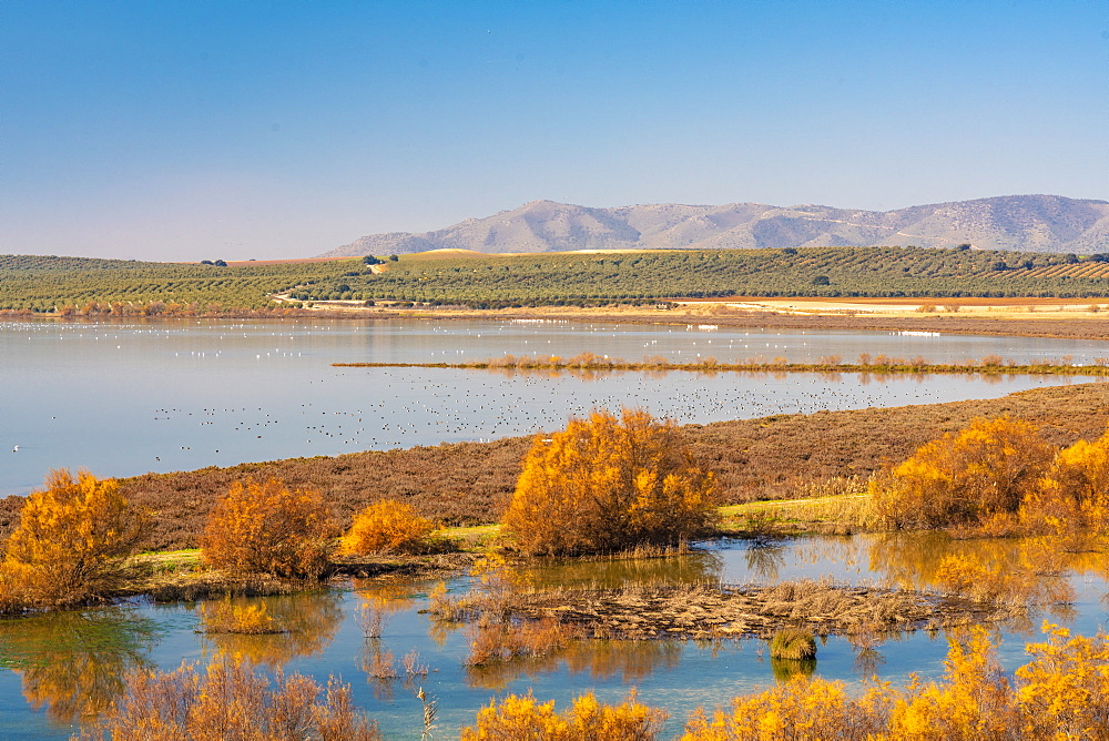 Laguna de Fuente Piedra Nature Reserve and residence for many birds from April till August including flamingos, Malaga, Andalucia, Spain, Europe