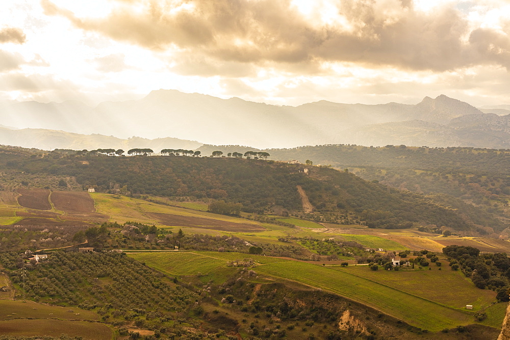 Green fields and mountain landscape of the surroundings of Ronda, Andalucia, Spain, Europe