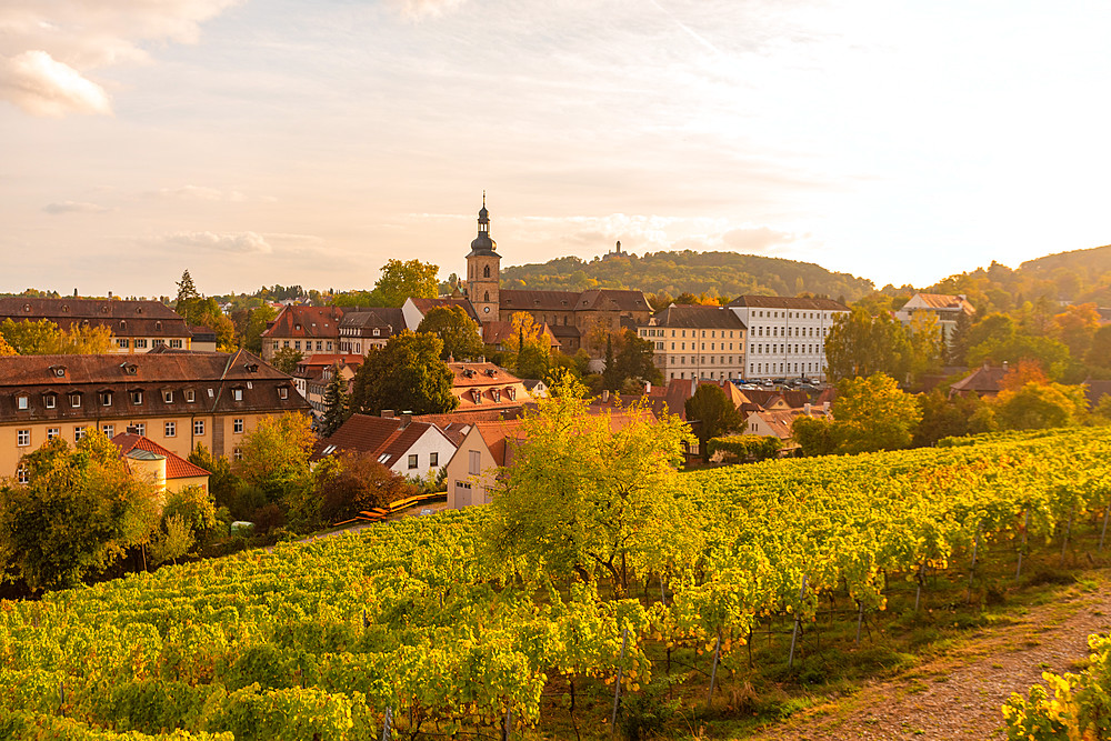 Wine fields by Altenburg, old fortress in Bamberg, UNESCO World Heritage Site, Bavaria, Germany, Europe