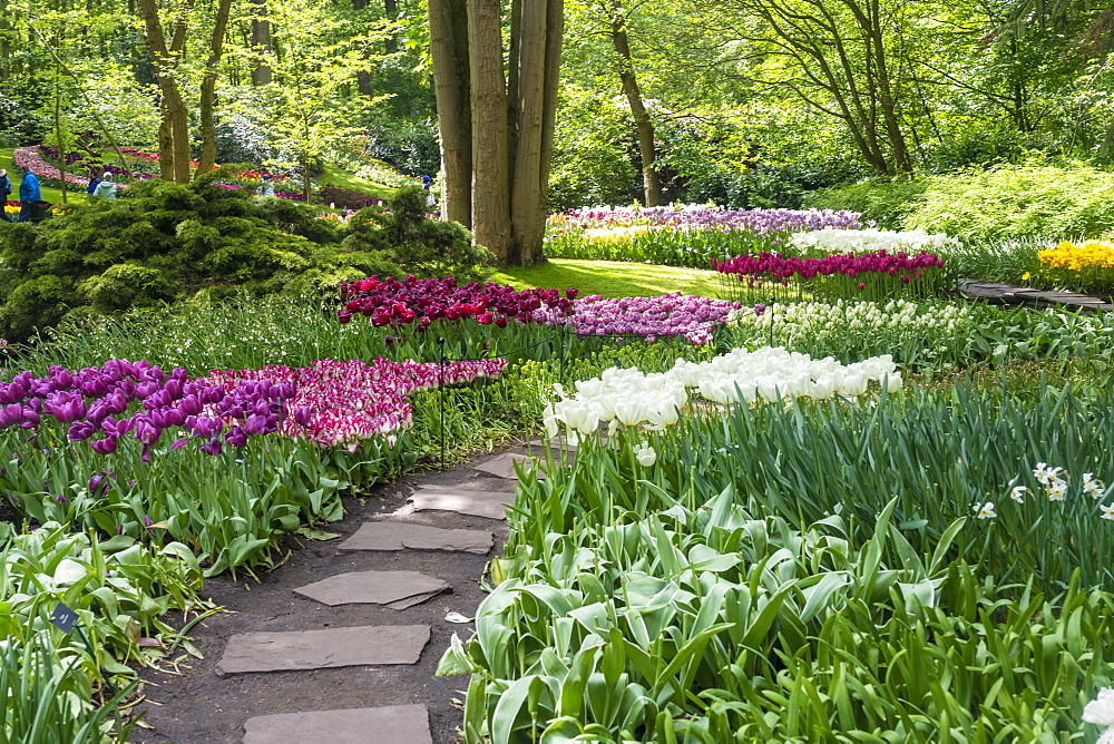 Tulip displays and flowers in Kuekenhof in Lisse, South Holland, The Netherlands, Europe