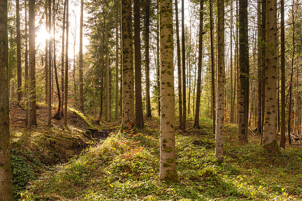 Forest in Uetliberg, Switzerland