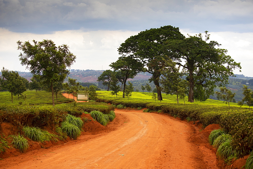 Cultivation of tea in the south of Malawi, East Africa, Africa