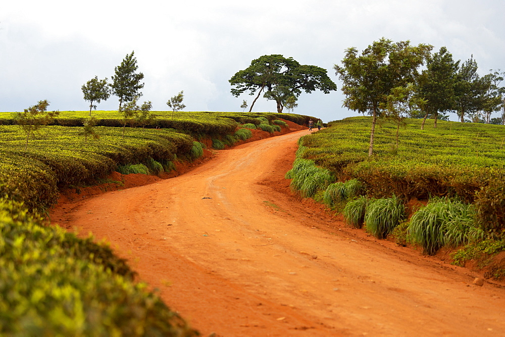 Cultivation of tea in the south of Malawi, East Africa, Africa