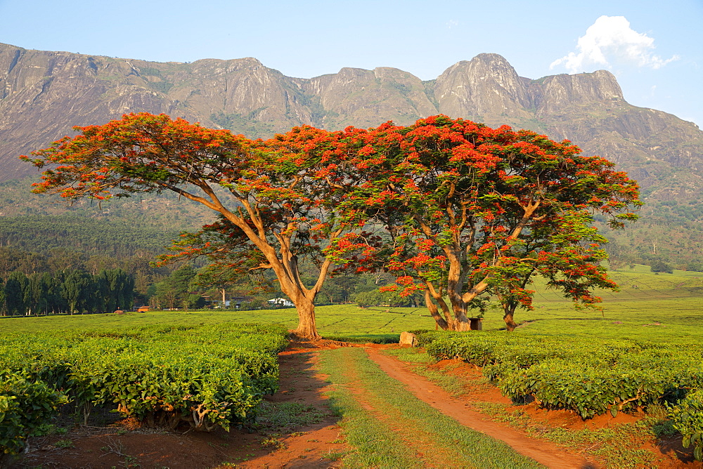 Cultivation of tea in the south of Malawi, East Africa, Africa