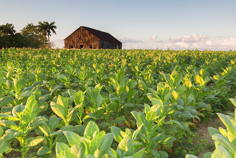 Tobacco farm for Cuban cigars in Vinales, Cuba, West Indies, Caribbean, Central America