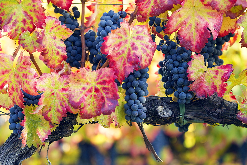 Vineyards of Sagrantino di Montefalco in autumn, Umbria, Italy, Europe