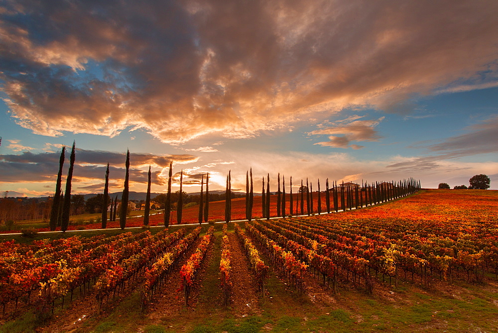 Vineyards of Sagrantino di Montefalco in autumn, Umbria, Italy, Europe