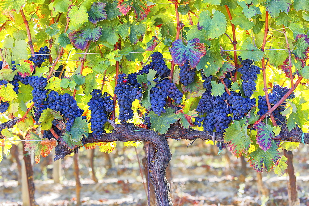 Vineyards of Sagrantino di Montefalco in autumn, Umbria, Italy, Europe