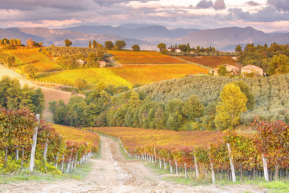 Vineyards of Sagrantino di Montefalco in autumn, Umbria, Italy, Europe