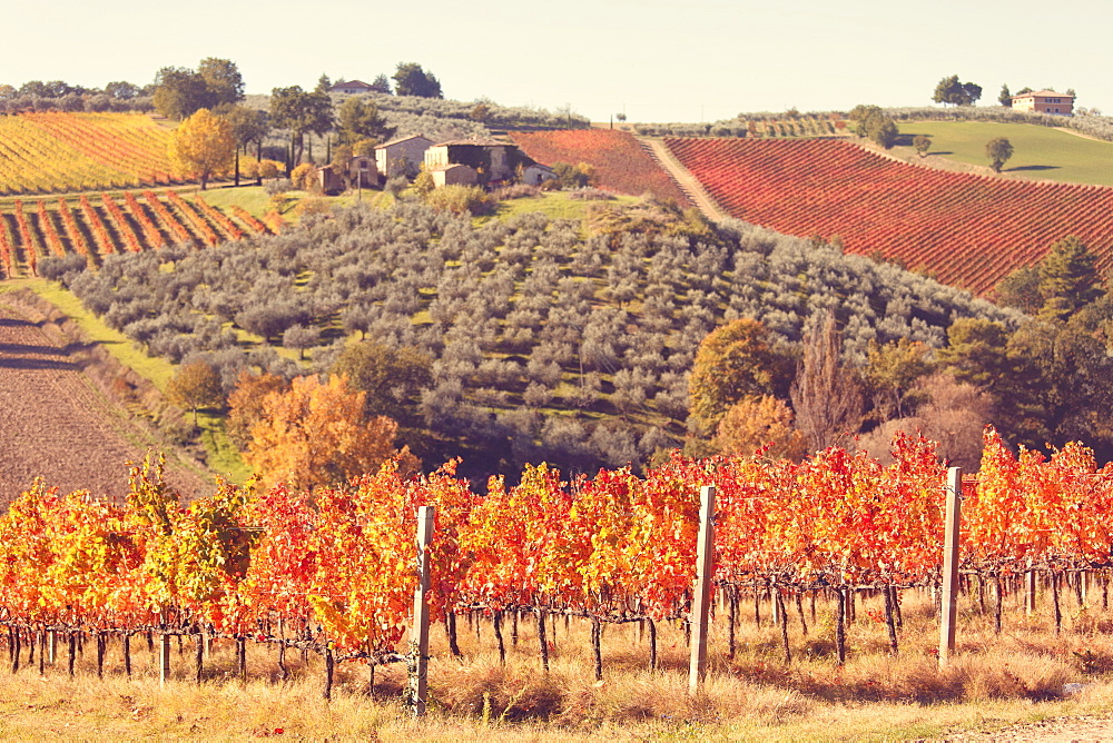 Vineyards of Sagrantino di Montefalco in autumn, Umbria, Italy, Europe