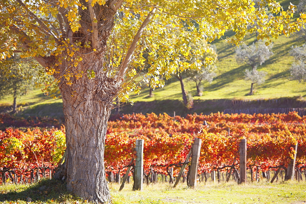 Vineyards of Sagrantino di Montefalco in autumn, Umbria, Italy, Europe