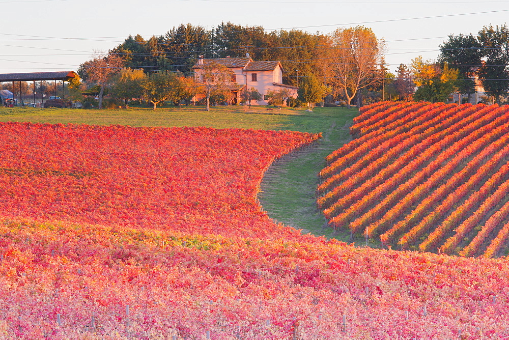 Vineyards of Sagrantino di Montefalco in autumn, Umbria, Italy, Europe