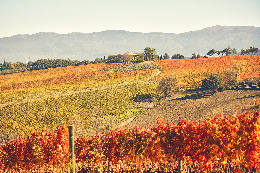 Vineyards of Sagrantino di Montefalco in autumn, Umbria, Italy, Europe